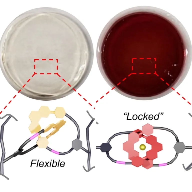 On the left side is a clear, unmetalated gel, which retains flexibility. On the right, a red gel has been metalated to lock its rings into a more rigid form. (Image courtesy of Barnes Lab.)