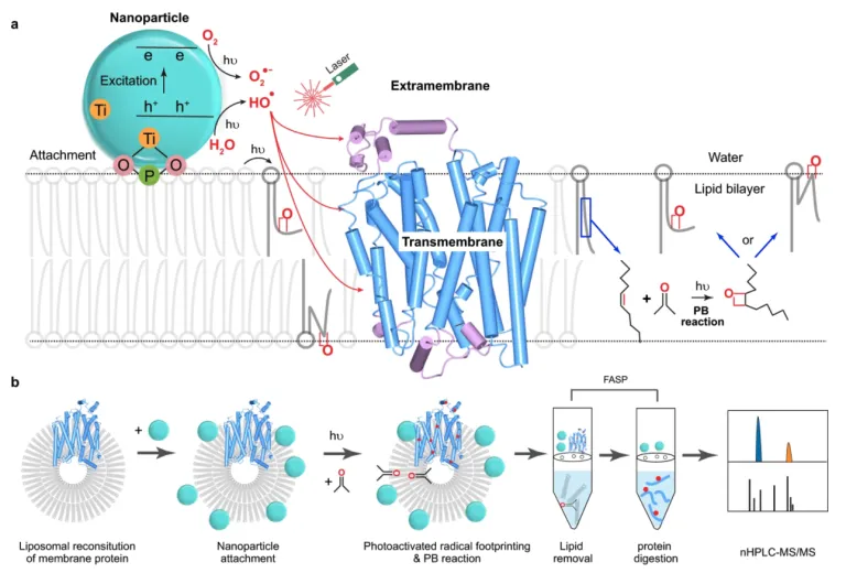 Fig. 1: Workflow and characterization of NanoPOMP from Nanoparticles and photochemistry for native-like transmembrane protein footprinting